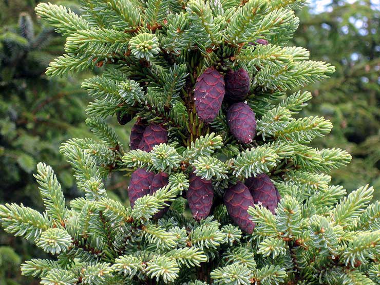 K&auml;&auml;pi&ouml;mustakuusi